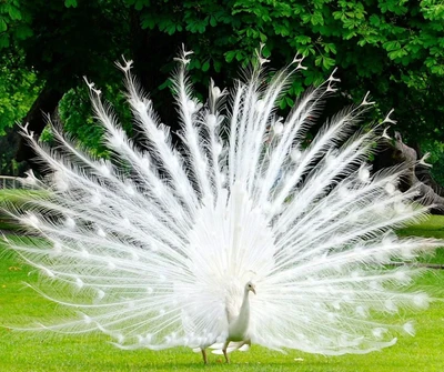 Elegant White Peacock Displaying Its Majestic Feathers in Nature