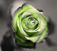 Lebendige grüne Rose vor monochromem Hintergrund