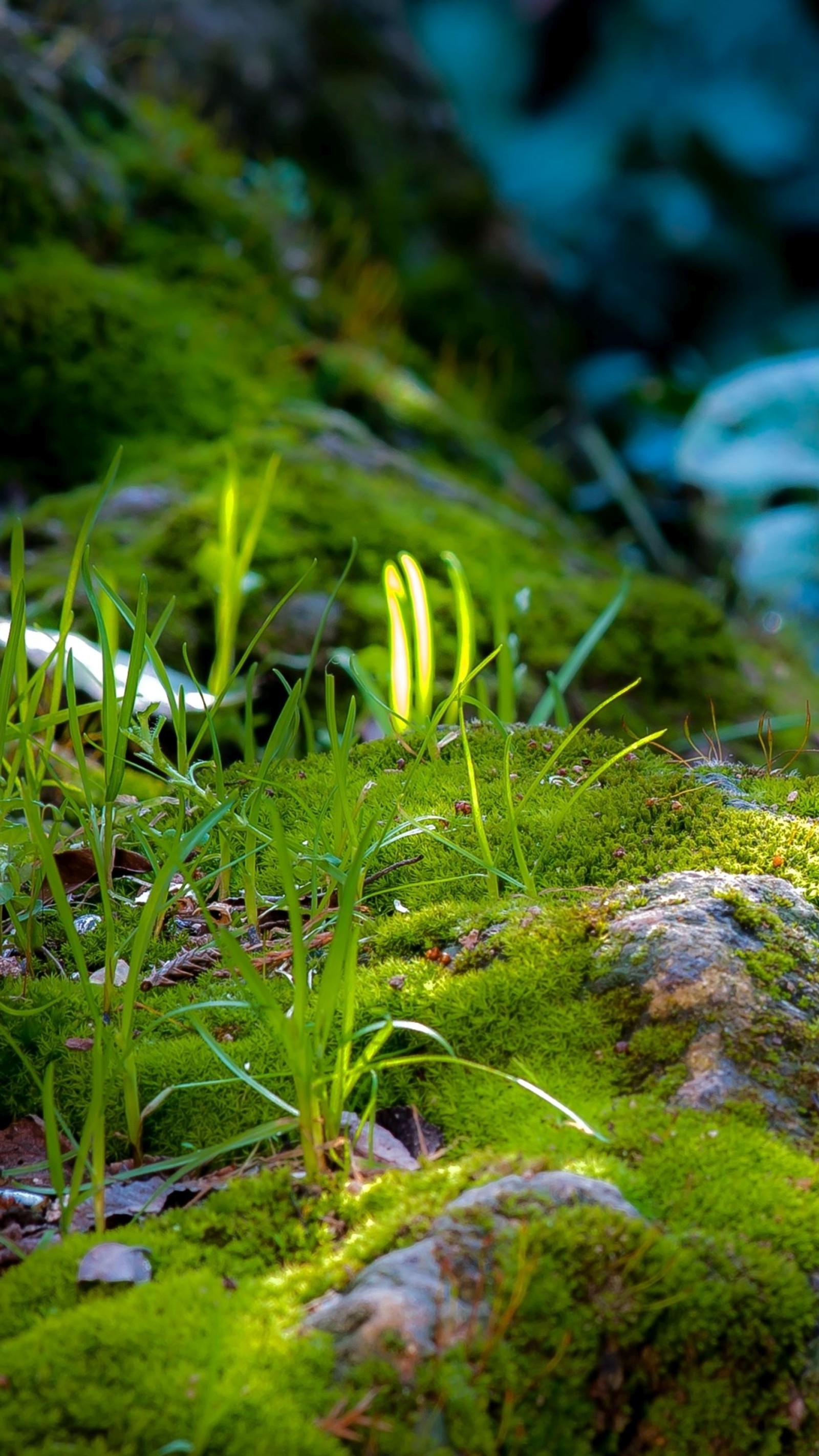 Há uma pequena planta crescendo sobre o musgo (forrest, grama, verde, musgo, bosques)