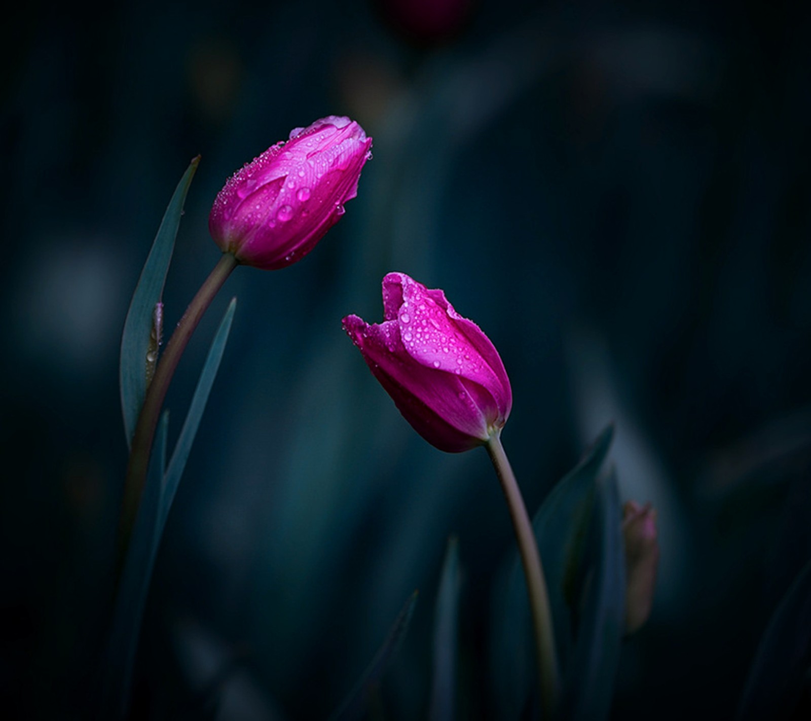 pink, tulips wallpaper