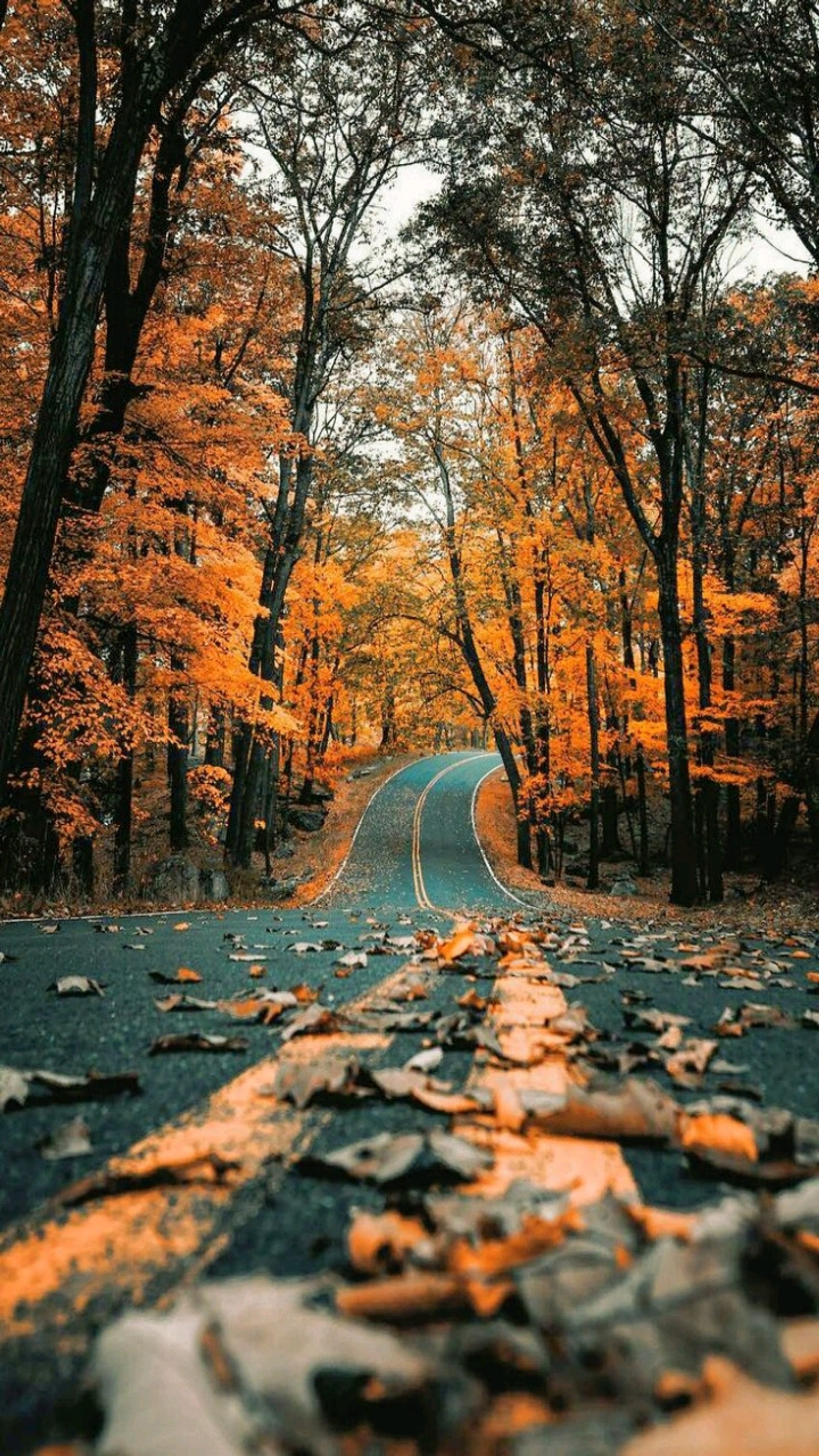 Une route entourée d'arbres avec des feuilles sur le sol (automne, route, arbres, feuilles, saison)