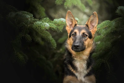 hund, hunde, deutscher schäferhund, schöne tapete