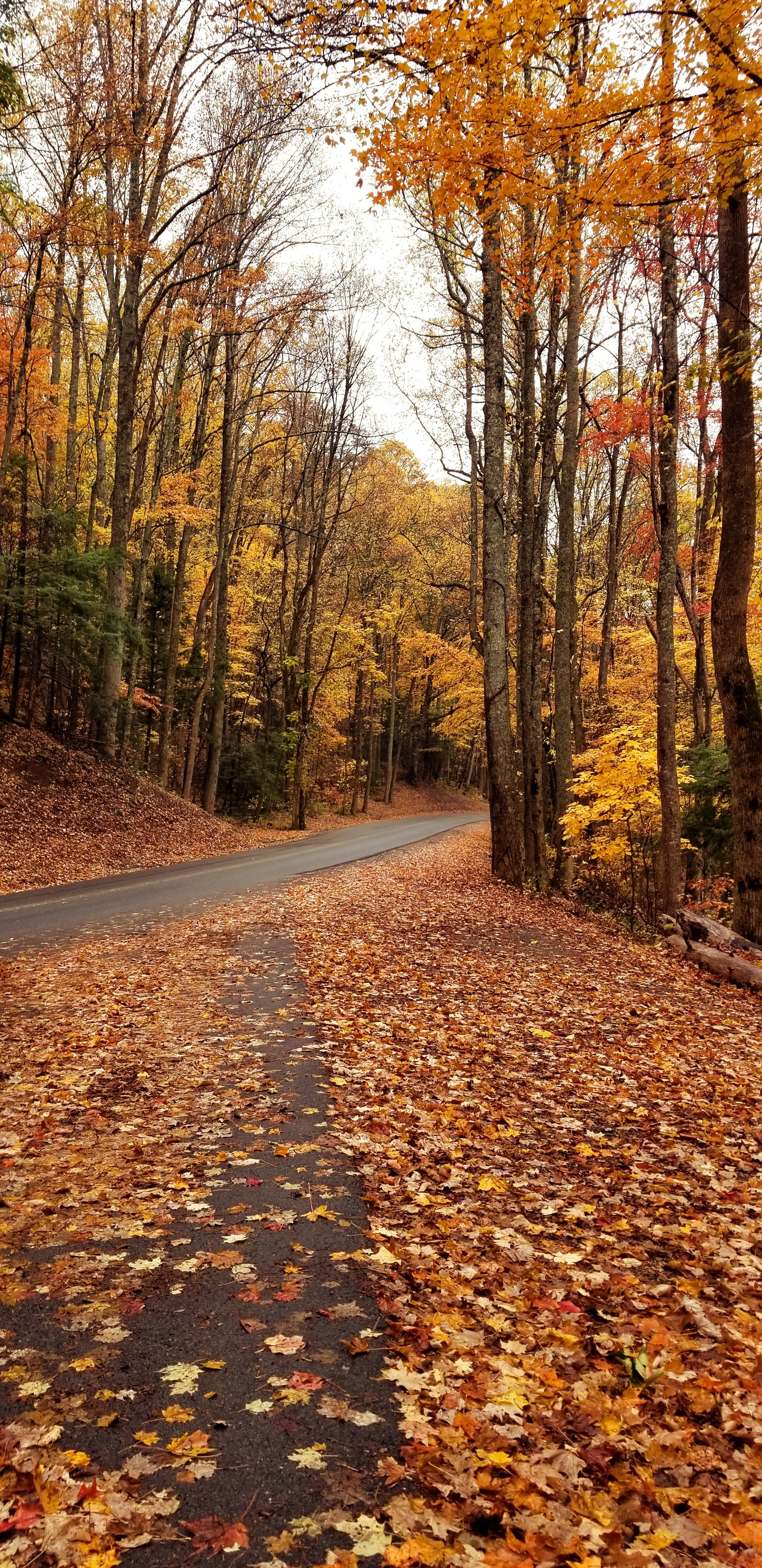 There is a road that has fallen leaves on the ground (cadescove, tn)