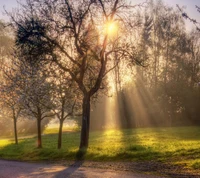 A serene spring morning with sunlight filtering through misty trees, illuminating a tranquil landscape.