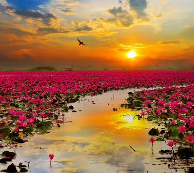 bird, lotus, river, sunset