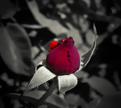 Vibrante capullo de rosa roja en un fondo monocromático