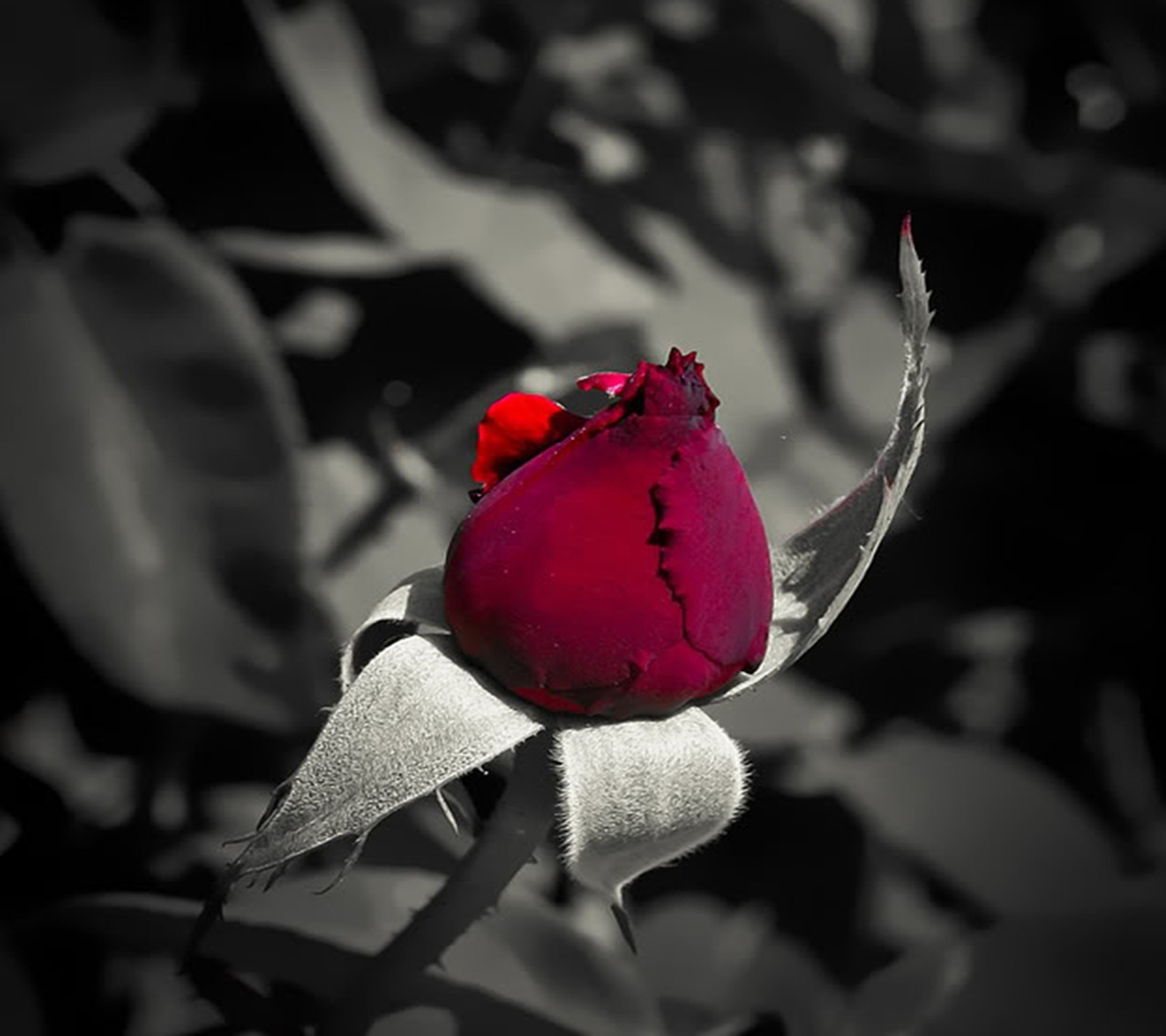 Eine rote rose mit einem marienkäfer darauf (rot, rose)