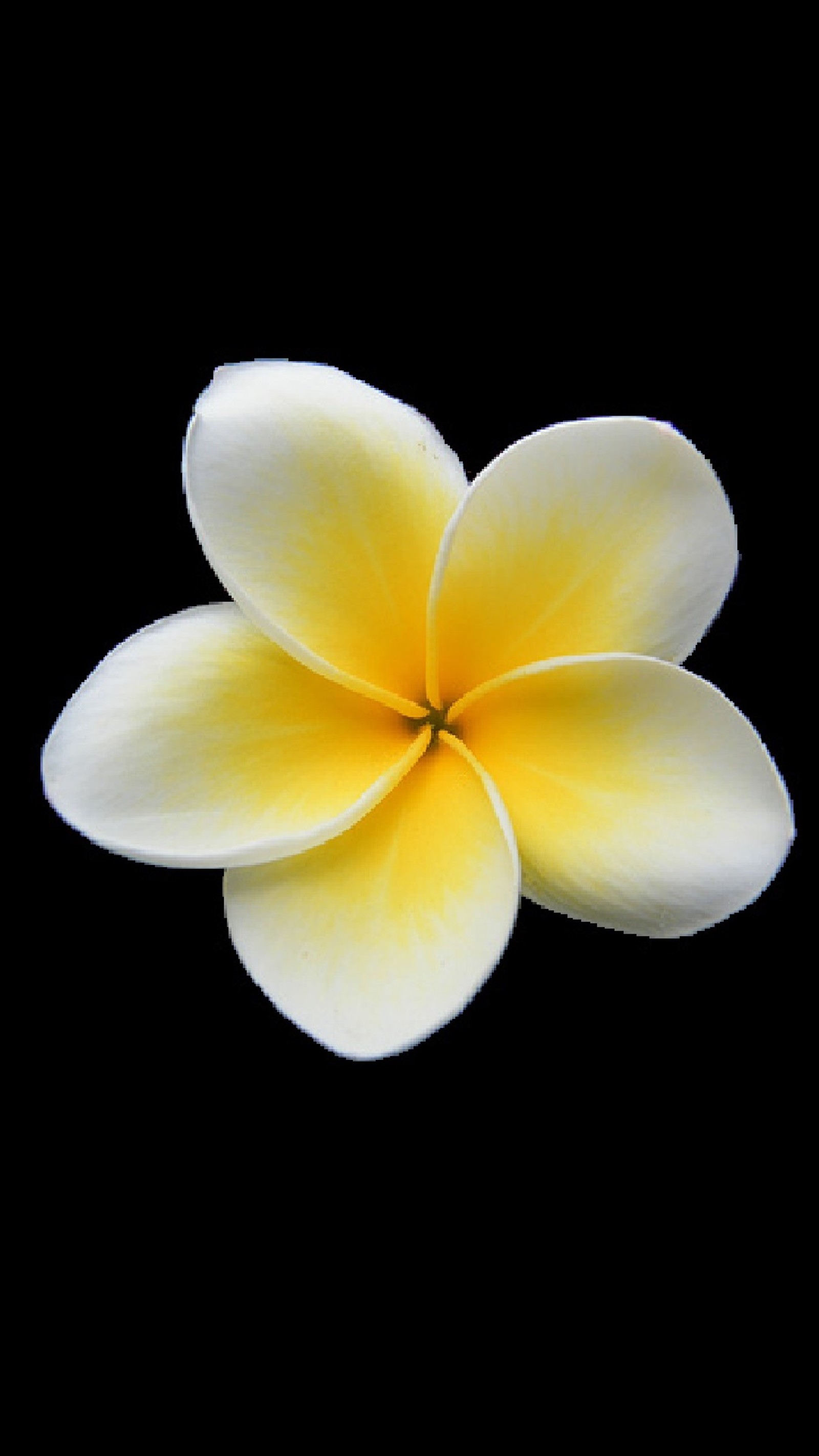 There is a white and yellow flower on a black background (flower, plumeria, yellow)