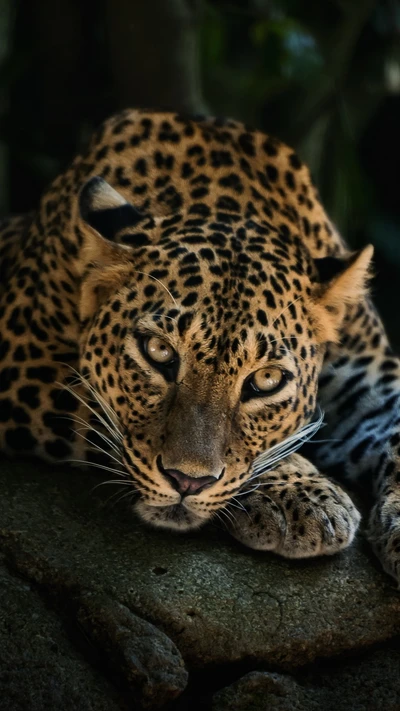 1080p, animal, felino grande, preguiçoso, leopardo