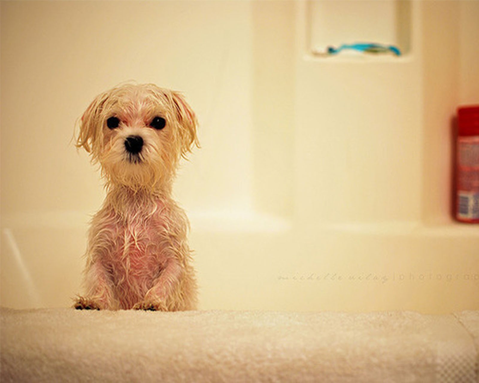 There is a small dog sitting in a bathtub with a towel (cute, puppy)