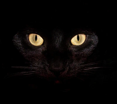 animal, black, cat, cool, eyes