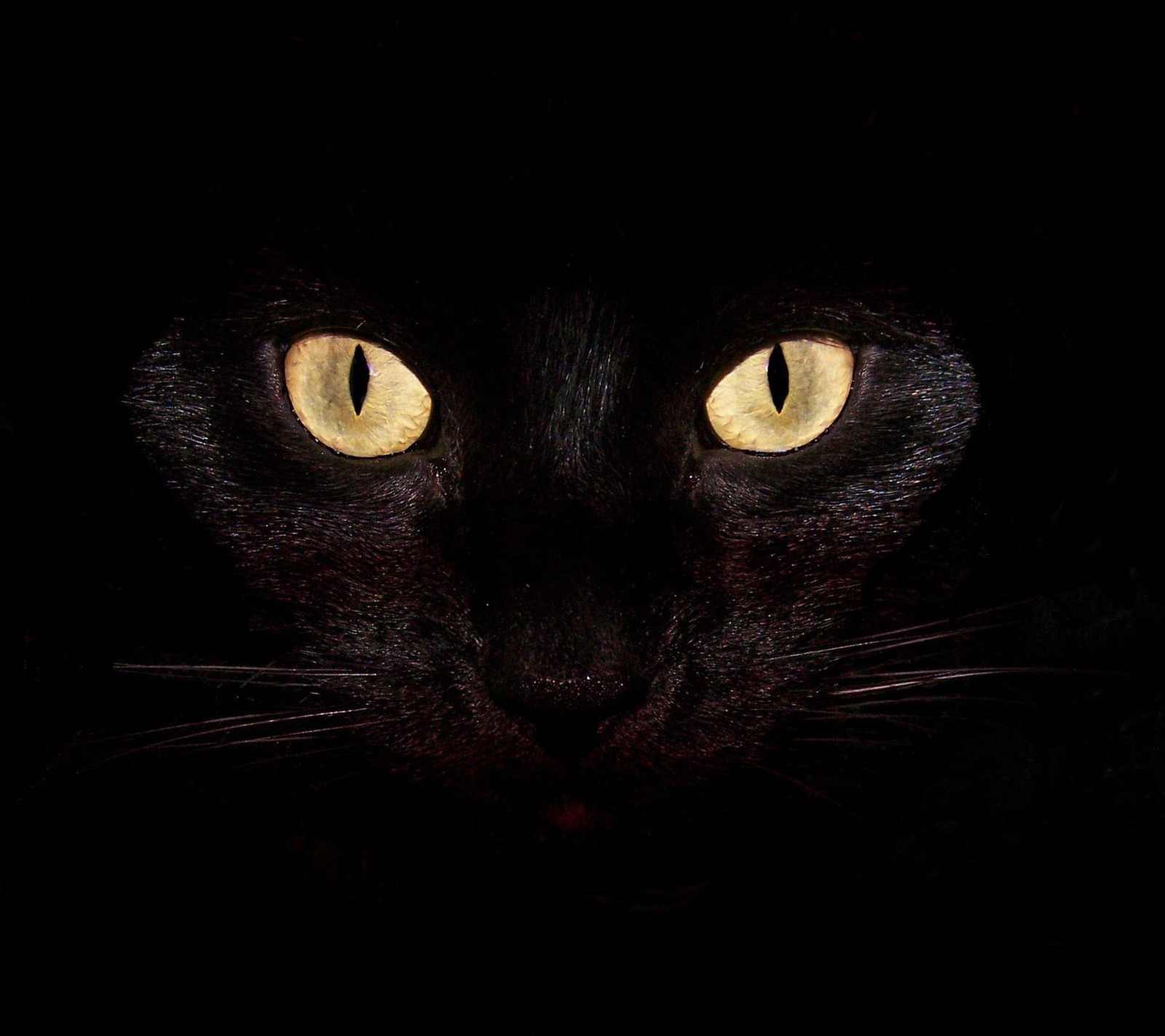 Un chat noir aux yeux jaunes dans l'obscurité (animal, noir, chat, génial, yeux)