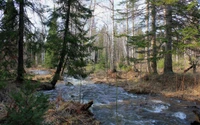 Nature sereine : Un ruisseau coulant à travers une forêt ancienne