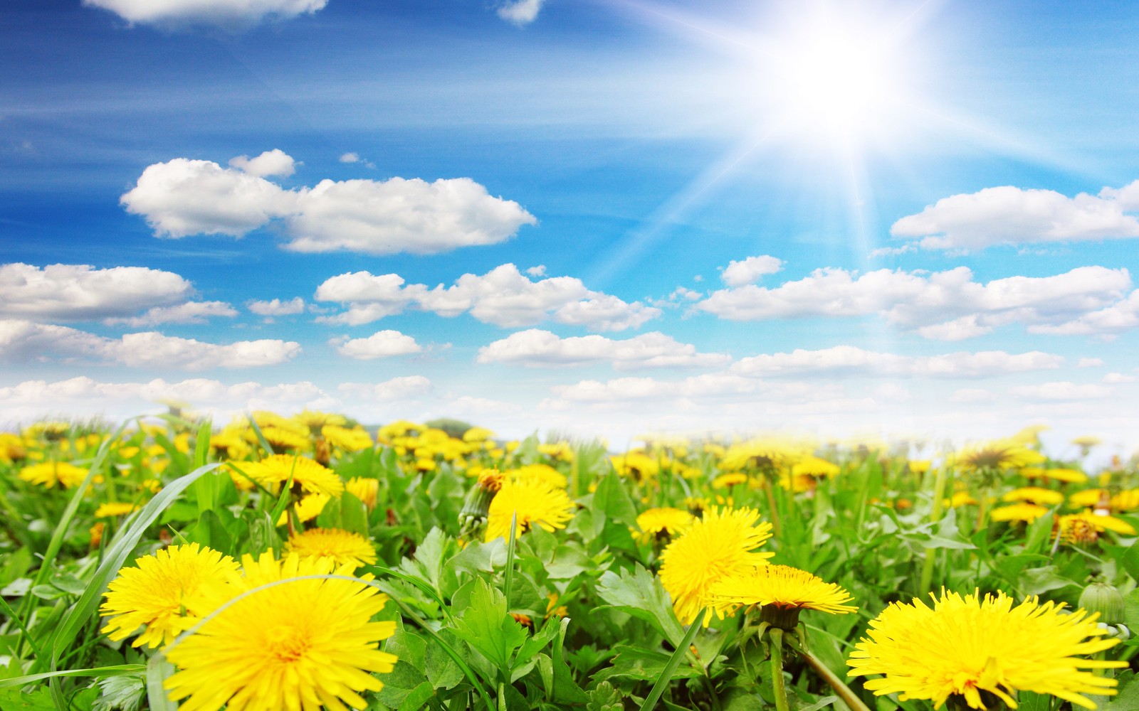 flower, yellow, daytime, dandelion, meadow wallpaper