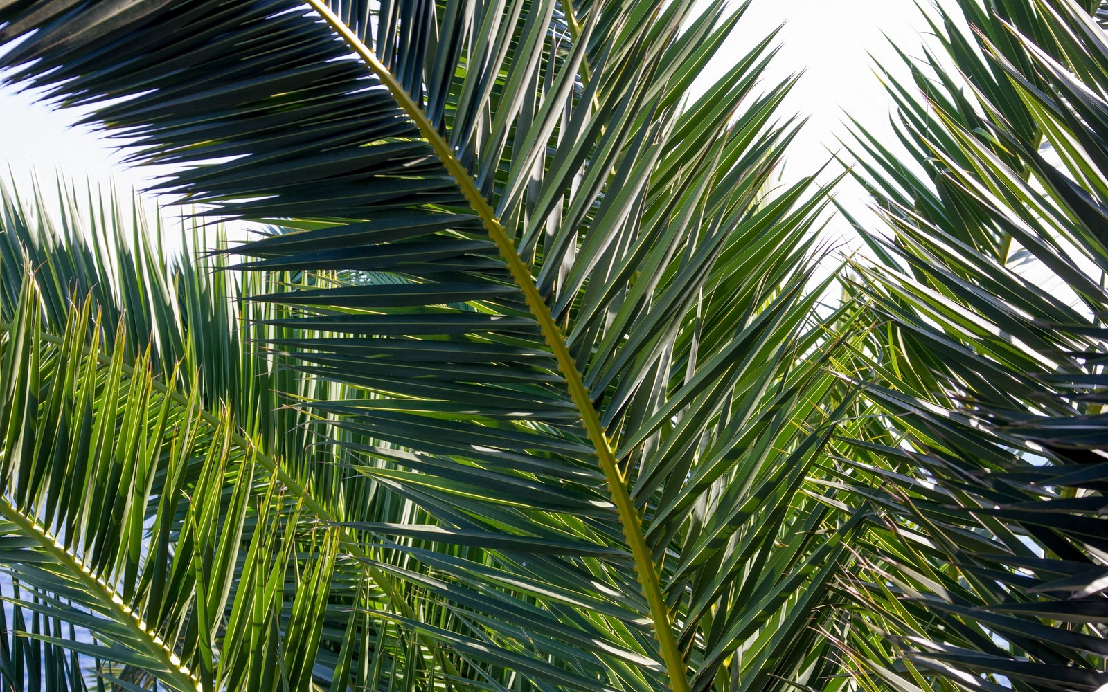 A close up of a palm tree with a bird perched on it (palm trees, date palm, leaf, tree, plant)