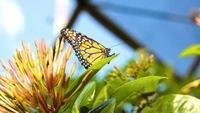 Mariposa Monarca en hojas verdes vibrantes