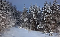 Pinos cubiertos de nieve en un país de maravillas invernales