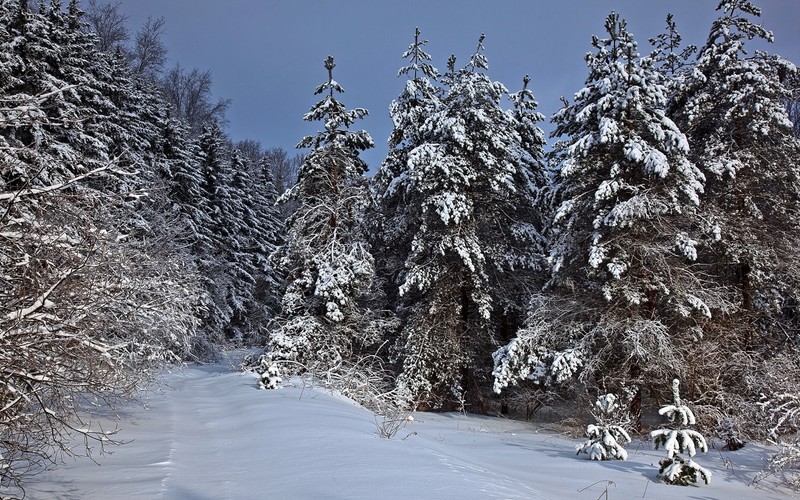 В лесу есть заснеженная тропа (зима, снег, дерево, замораживание, иней)