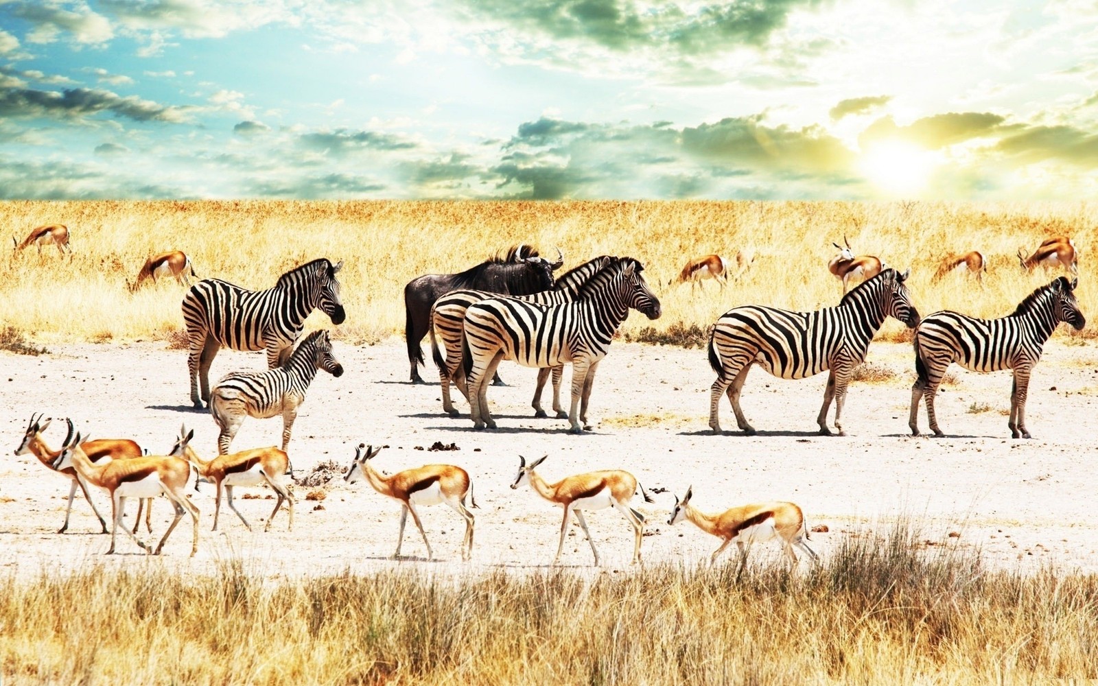 Zebras e gazelas na natureza com um lindo céu ao fundo (fauna, animal terrestre, zebra, rebanho, savana)