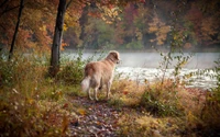 Golden Retriever en paisaje otoñal junto a la orilla del agua