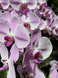 flora, planta com flores, dendrobium, orquídeas, planta