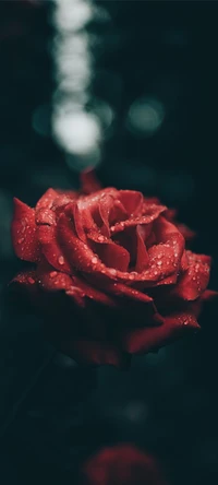 Elegante rosa roja con gotas de rocío