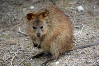 macropodes, wallaby, kangourou, animal terrestre, marsupial