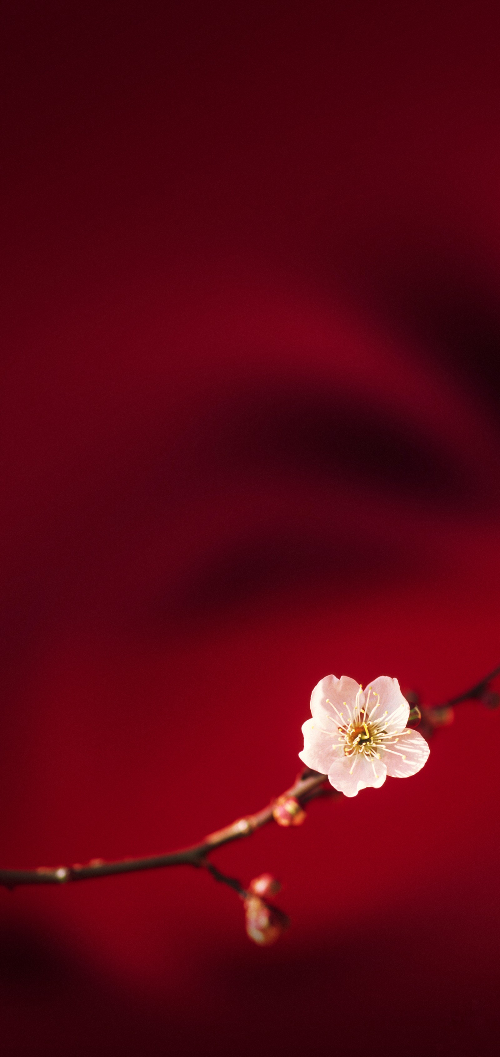 There is a small white flower on a branch against a red background (oppo, oppo r15, smartphone, android, petal)