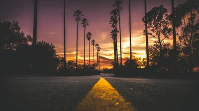 Camino bordeado de palmeras al atardecer