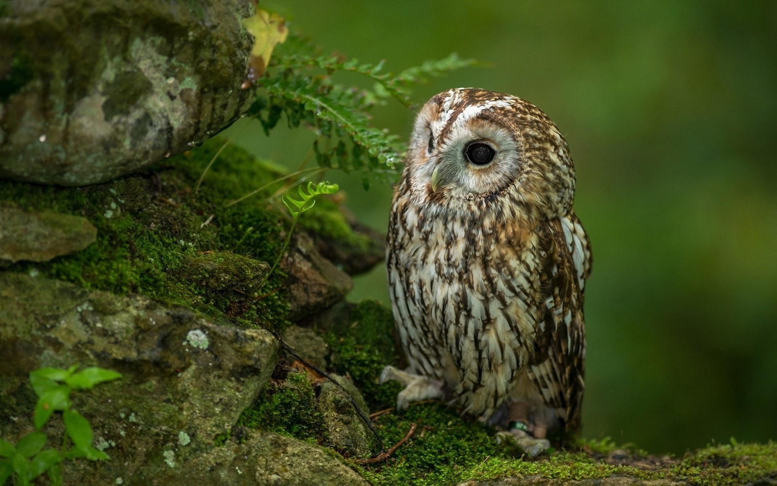 Eine kleine eule sitzt auf einem moosbedeckten stein (eule, vogel, raubvogel, wildleben, schnabel)