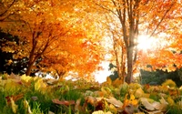 Hojas doradas de otoño bajo árboles majestuosos