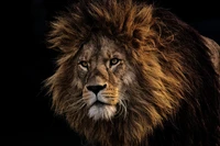 lion, hair, wildlife, masai lion, felidae wallpaper