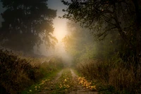 Nebeliger Morgenweg durch die Umarmung der Natur