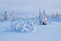 Von Frost bedeckte Kiefern in einem Winterwunderland