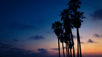 palmeras, atardecer, árbol, árbol de palma, nube