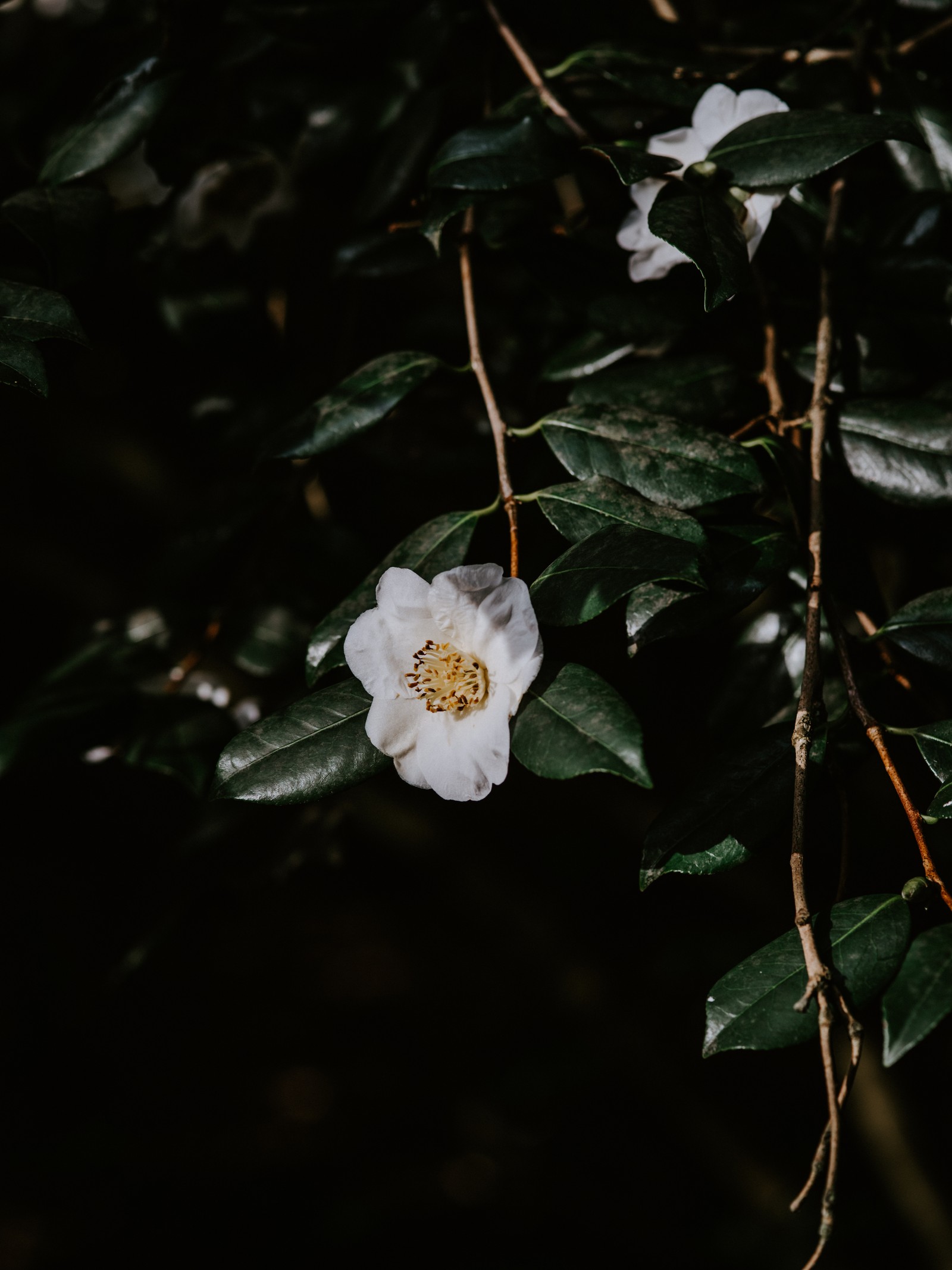 There is a white flower that is growing on a tree (plant, factory, botany, flowering plant, pianist)