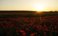 champ, prairie, écosystème, écorégion, fleur sauvage