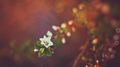 Zarte Blüte im sanften Bokeh-Licht