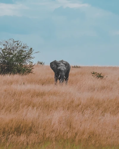 African elephant grazing in tall savanna grass under a blue sky.