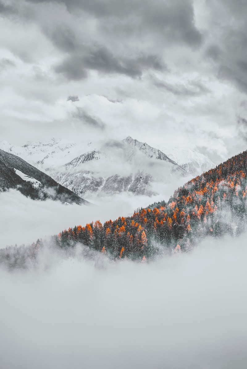 Черно-белая фотография горы с деревьями на переднем плане (облако, снег, зима, горные образования, гора)