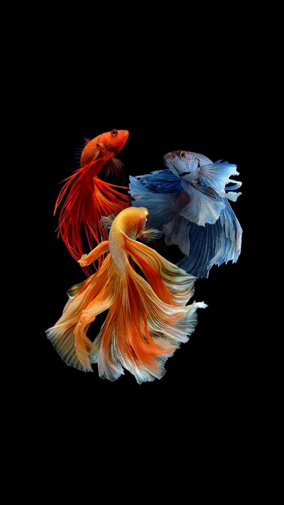 Betta de colores vibrantes azul y naranja en movimiento