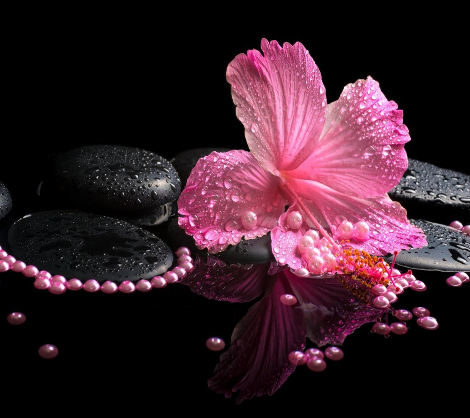 Pink flower with water droplets and pearls on a black background (beautiful, cute, look, nice)