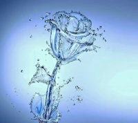 blue, rose, water, wet