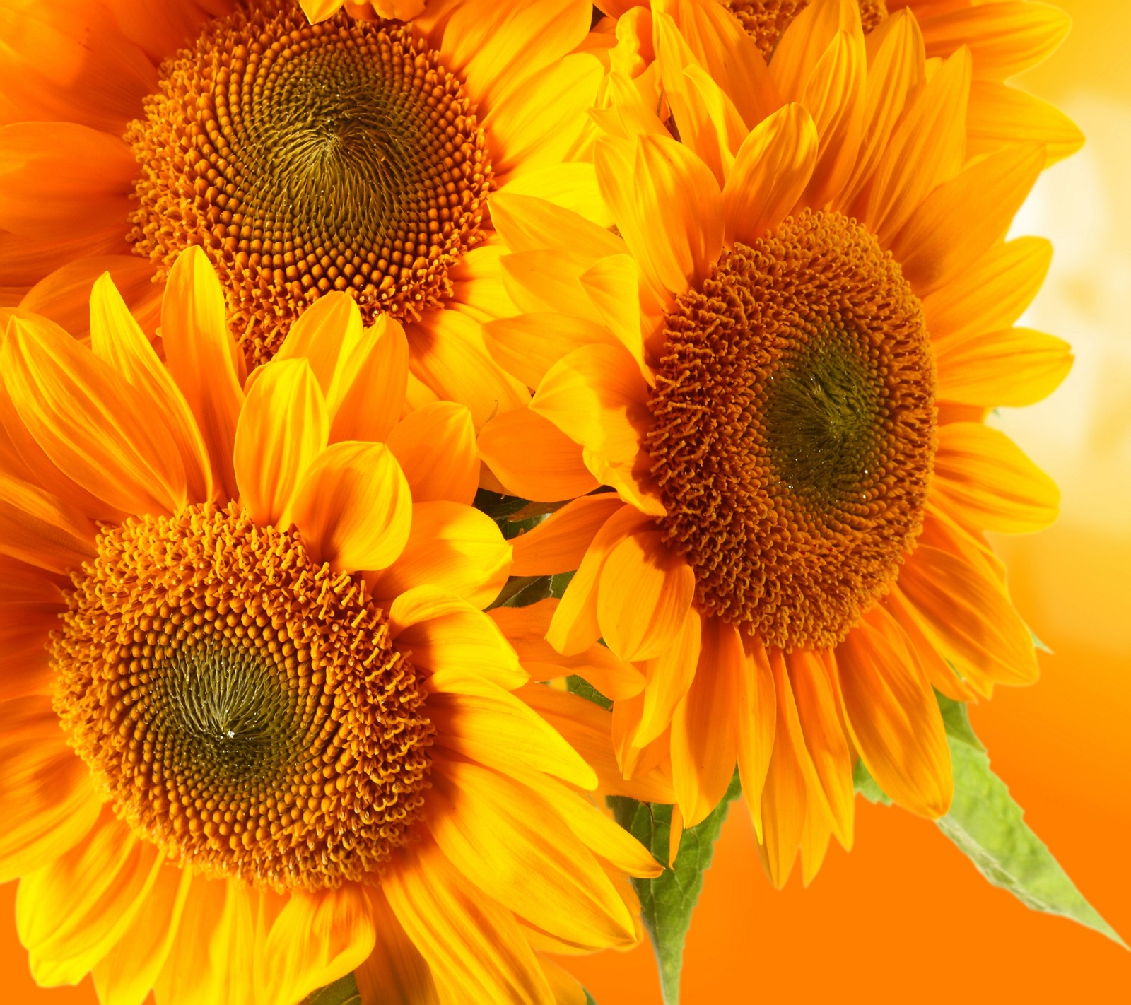 Hay muchos girasoles amarillos en un jarrón sobre una mesa (flor, planta, temporada, primavera, girasol)