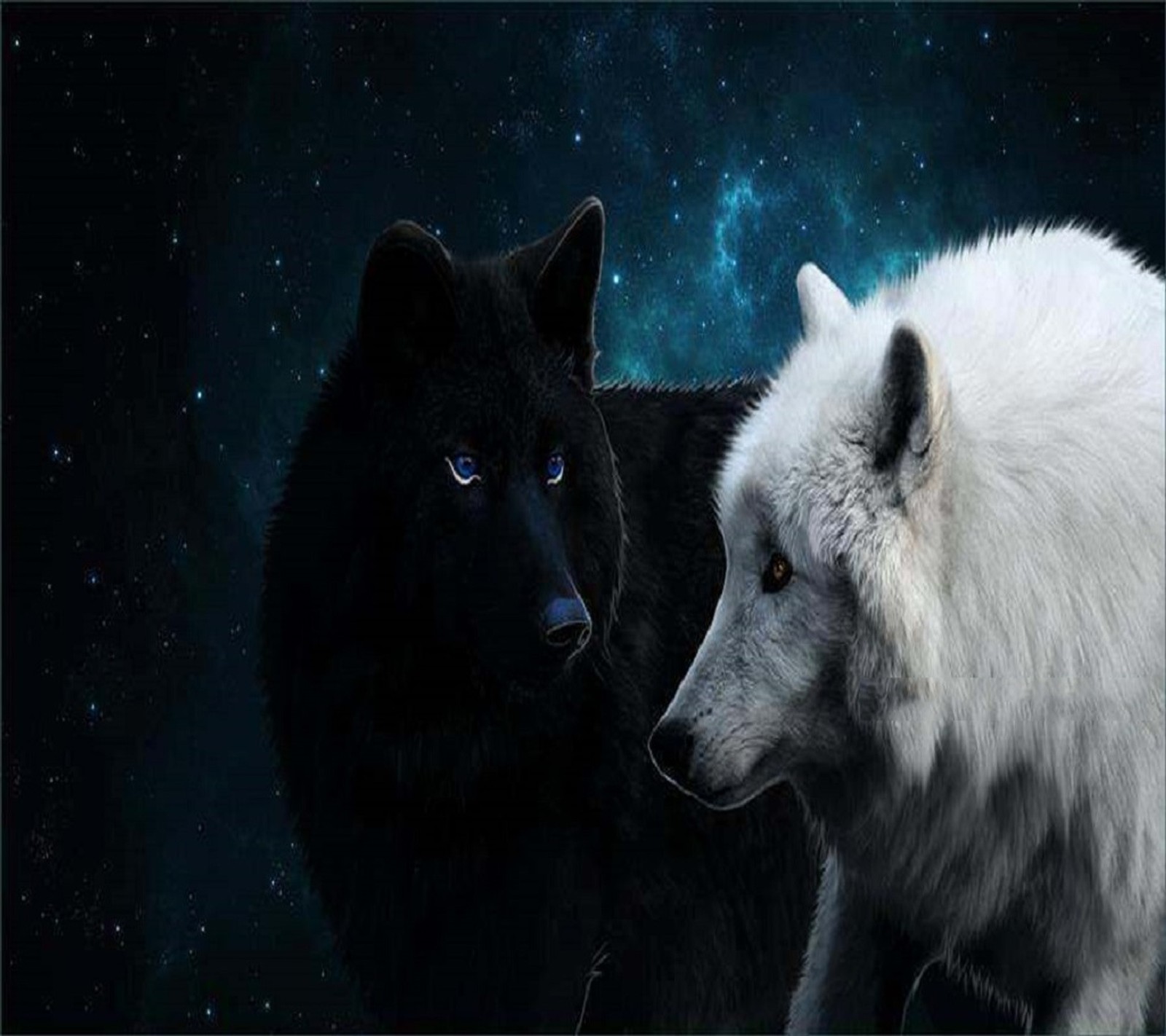 Il y a deux loups blancs et noirs debout l'un à côté de l'autre. (génial, loups)