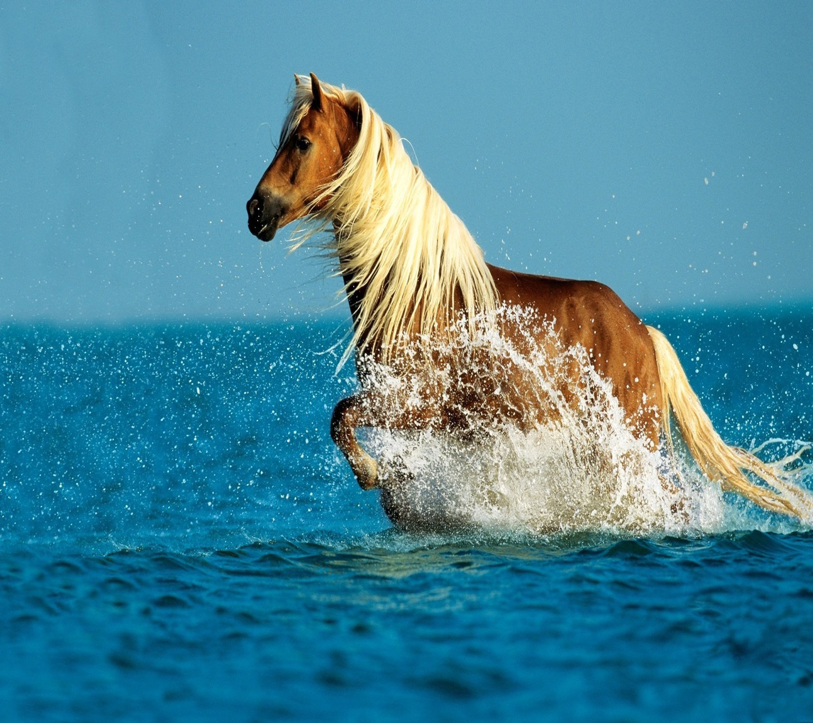 There is a horse that is running through the water (horse, wild)