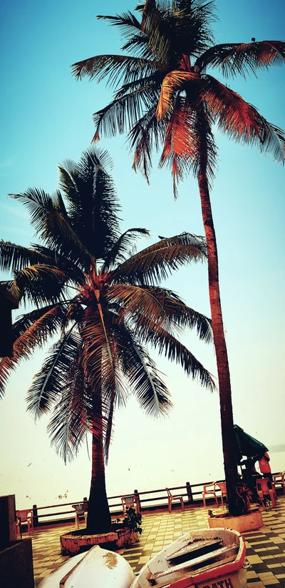 Silhouetted Palms Against a Vibrant Sunset Sky