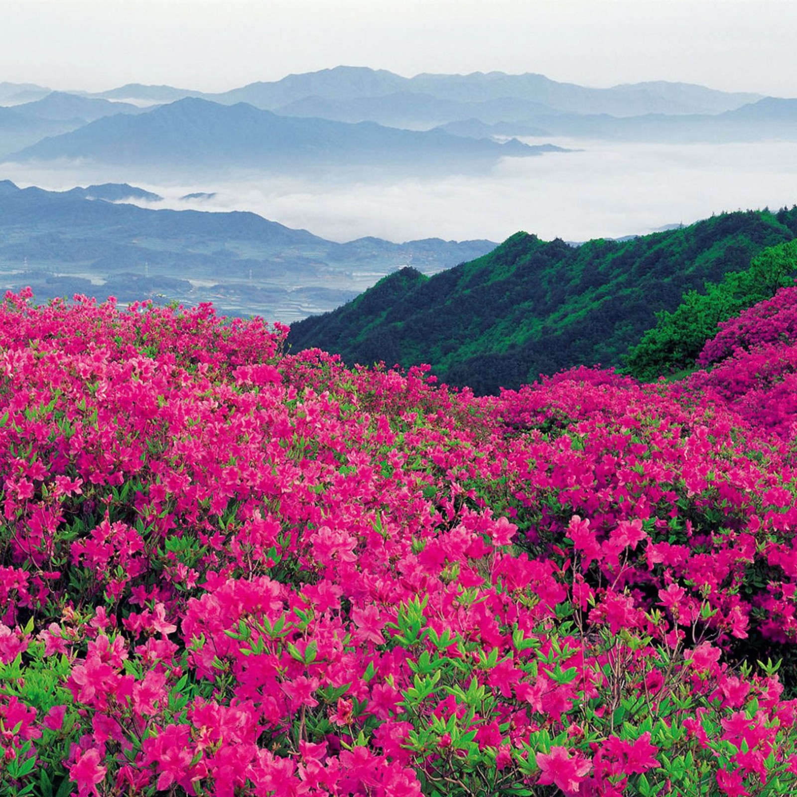 Lade blumen, landschaft Hintergrund herunter