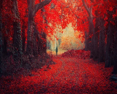 autumn, leaves, red, red forest, red nature