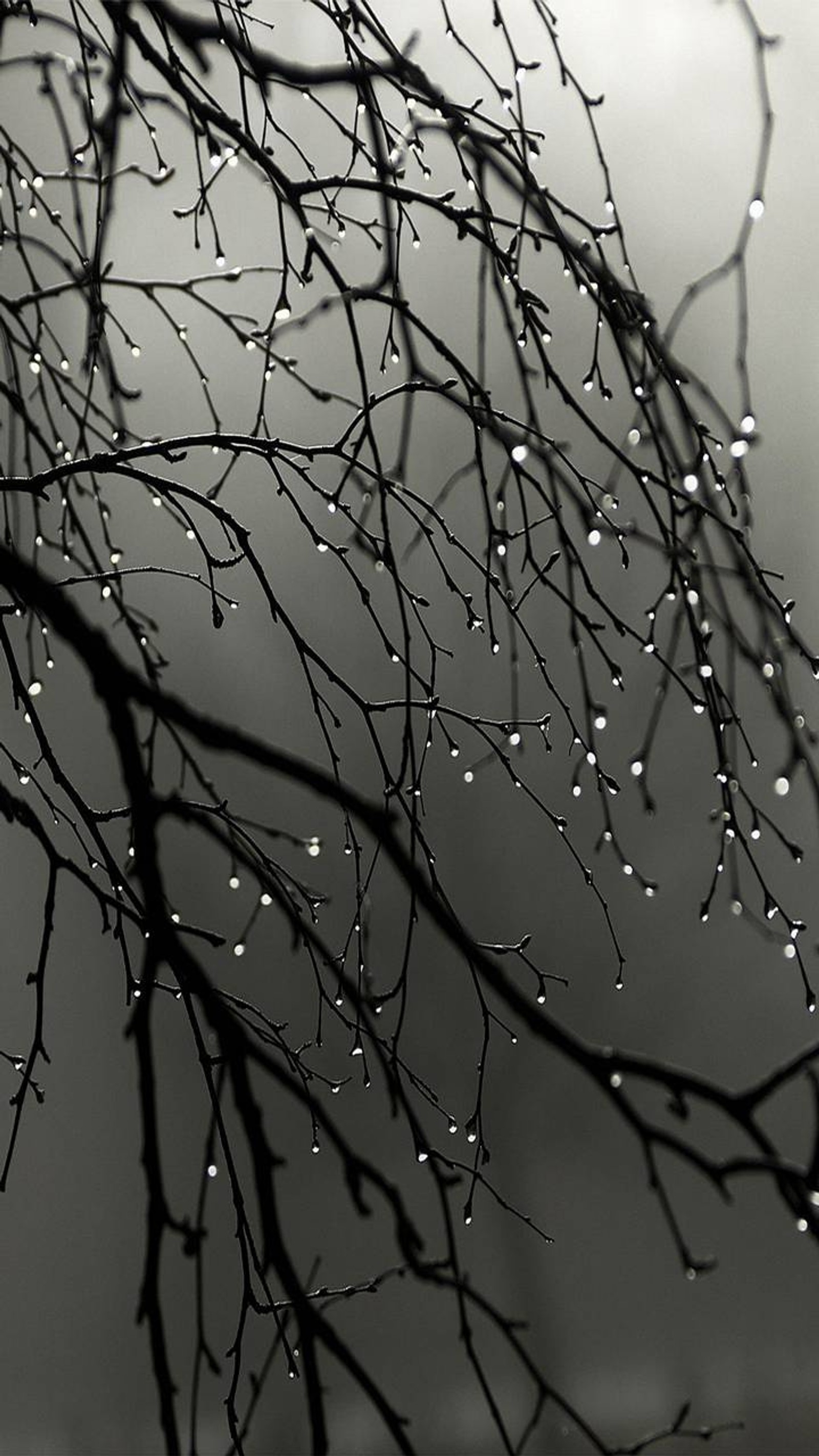 Un primer plano de una rama de árbol con gotas de agua en ella (otoño, lluvia)